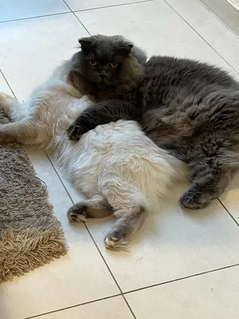コミュニティの事例：ベルリンからドバイへの猫の引っ越しと製品動画ボット